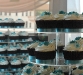 blue-wedding-cupcake-ideas.jpg